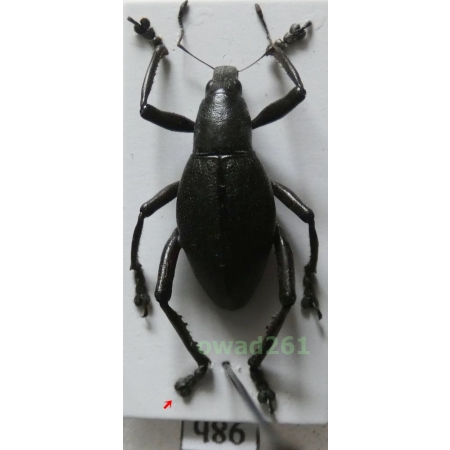 Macrocyrtus contractus (Chevrolat, 1881) male Philippines98b